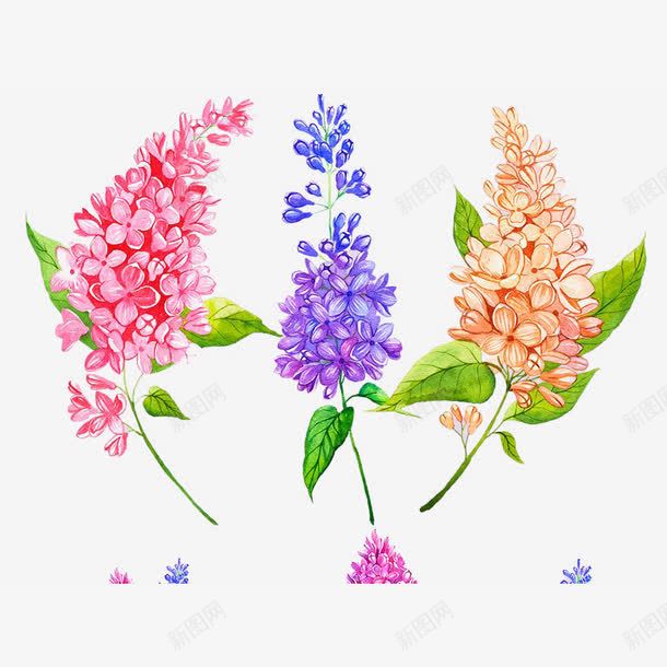 手绘三枝丁香花插画png免抠素材_88icon https://88icon.com 丁香 丁香花 手绘 手绘丁香 插画 桔色丁香 植物 粉丁香 紫丁香 设计