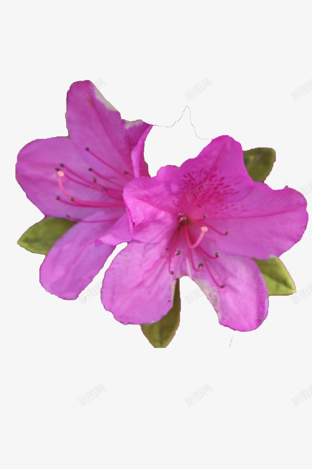 两朵紫色的绽放的杜鹃花瓣带叶子png免抠素材_88icon https://88icon.com 两朵杜鹃花 唯美 杜鹃花瓣 盛开 紫色 绽放 花开 花瓣 花蕊