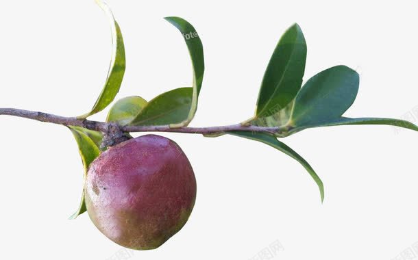山茶树结果png免抠素材_88icon https://88icon.com 丰收 健康 山茶果 新鲜 果实 植物 纯天然 绿色 野生