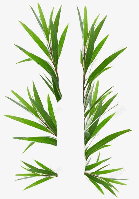 互生白叶千层叶澳洲茶树png免抠素材_88icon https://88icon.com 互生 千层 澳洲 白叶 茶树