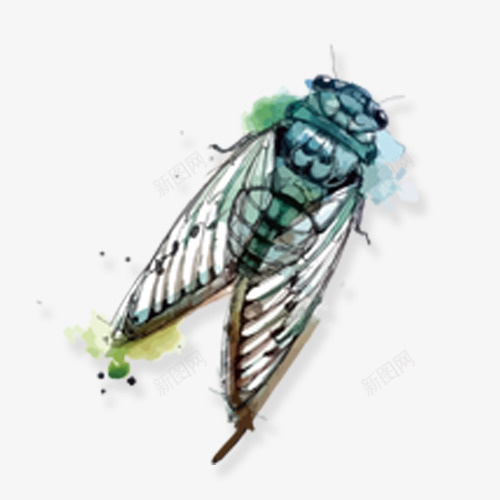 卡通知了png免抠素材_88icon https://88icon.com 动物 卡通有趣 彩色晕染 手绘知了 教学示范 装饰图