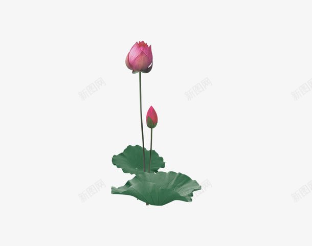 荷花装饰图案png免抠素材_88icon https://88icon.com 复古 文艺 文雅 纯朴 荷花