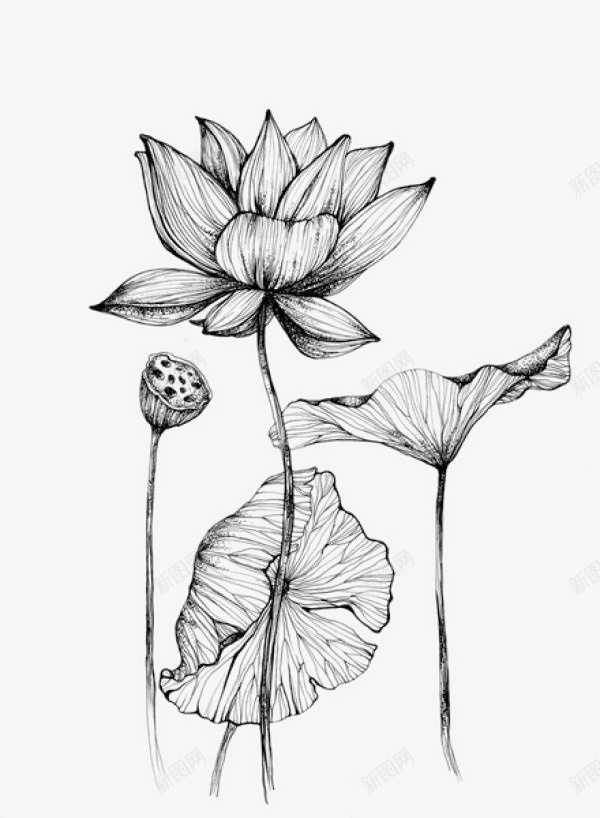 简笔素描荷花png免抠素材_88icon https://88icon.com 简笔画 简笔荷花 素描荷花 荷花 荷花简笔 莲花 速写荷花