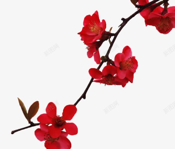 一支木棉花png免抠素材_88icon https://88icon.com 摄影 木棉树 木棉花 木棉花树 树木 树枝 植物 红色 自然 花卉 花朵 风景
