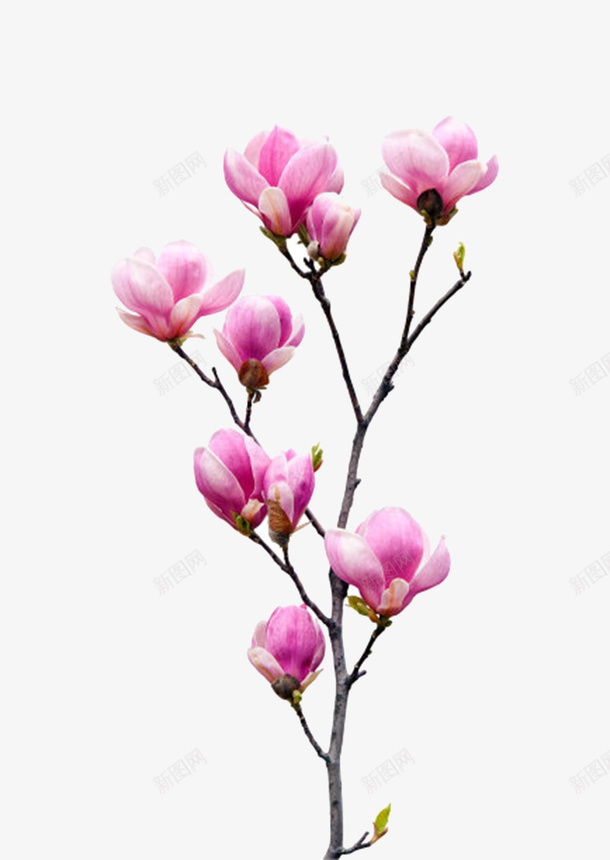 粉红色香味分支玉兰花瓣实物png免抠素材_88icon https://88icon.com 分支 喜光 树枝 植物界 玉兰花瓣 耐寒 芳香油 茂盛 药用价值 观赏植物