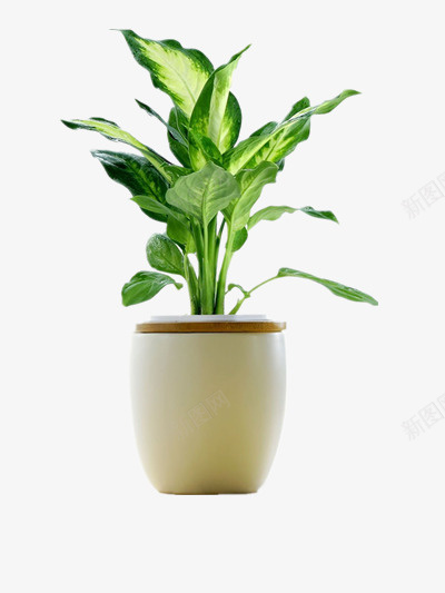 嫩绿万年青png免抠素材_88icon https://88icon.com 叶子 植物 盆栽 装饰