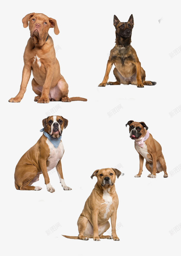 狗狗psd免抠素材_88icon https://88icon.com 大型狗狗 宠物狗 棕黄色狗狗