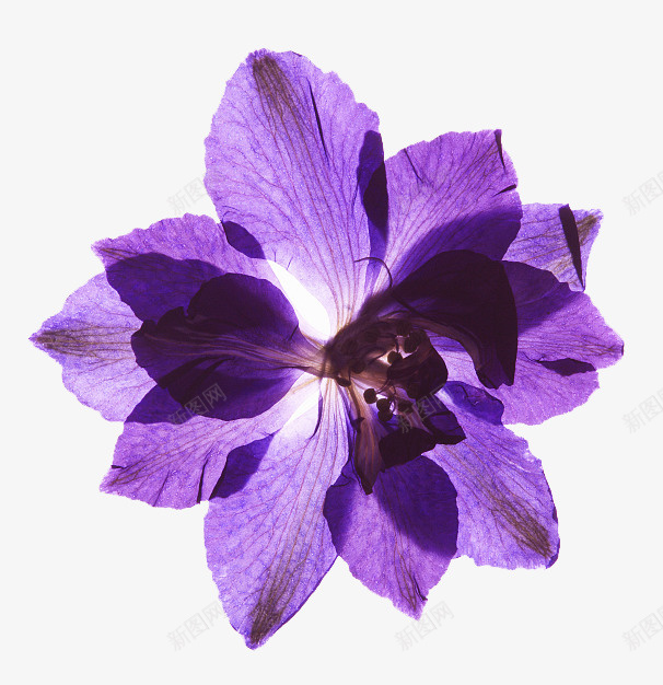 一朵胡姬png免抠素材_88icon https://88icon.com 植物 紫色 美丽的鲜花 胡姬花 胡姬花矢量 芬芳 花丛 花朵 花瓣