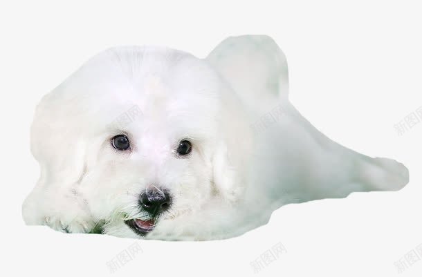 趴在这里的狗png免抠素材_88icon https://88icon.com 不想动 动物 宠物 小狗 比熊 比熊卡通 比熊犬 毛茸茸 狗 白色 趴着