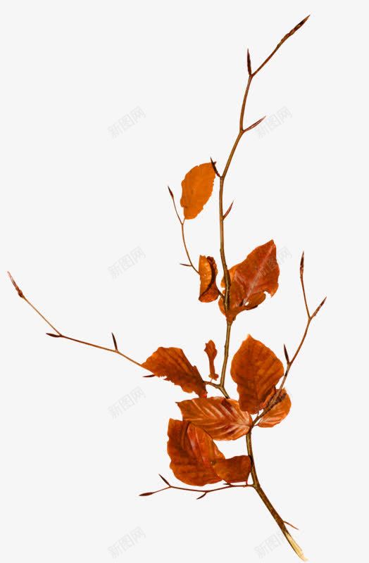 枯叶png免抠素材_88icon https://88icon.com 枯叶 秋天 落叶