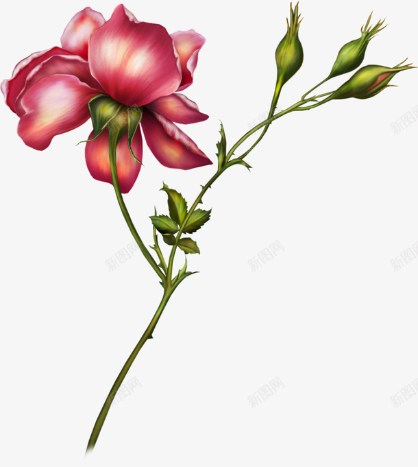 手绘鲜花叶子2png免抠素材_88icon https://88icon.com 手绘 春季 绝美 鲜花