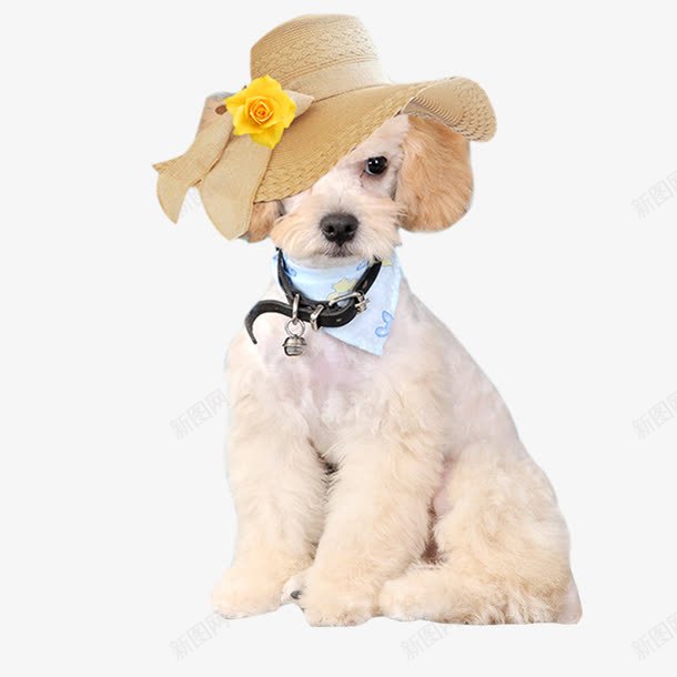 泰迪戴帽子png免抠素材_88icon https://88icon.com 世界名犬 人模狗样 可爱泰迪 名犬 宠物 宠物摄影 宠物特写 戴帽子泰迪 泰迪 犬类 狗