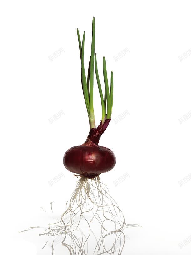 发芽的洋葱头png免抠素材_88icon https://88icon.com 健康 健康饮食 大蒜 洋葱 烹饪 生命 绿色环境 菜苗 蒜苗