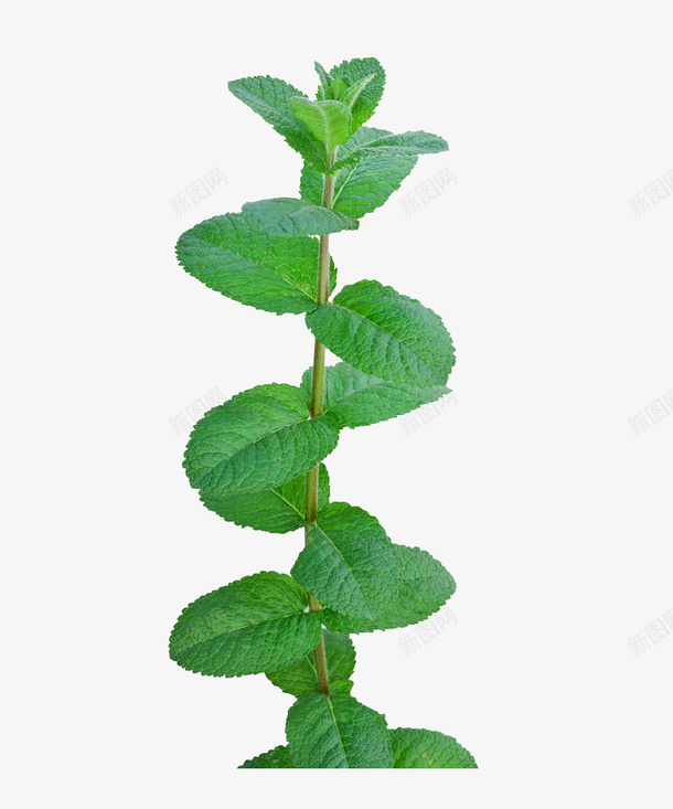 绿色椒薄荷png免抠素材_88icon https://88icon.com 实物 有机薄荷 绿色 绿色植物 绿色椒薄荷 药草 薄荷 调味品 青柠薄荷