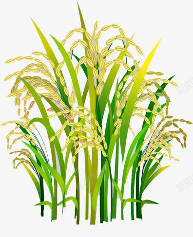 水稻png免抠素材_88icon https://88icon.com 唯美 水稻 装饰 风景 食物