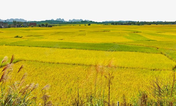 秋季的稻田png免抠素材_88icon https://88icon.com 名胜古迹 图片 地方景点 实物图 摄影图 水稻 稻田 稻谷 自然景观 高清图片