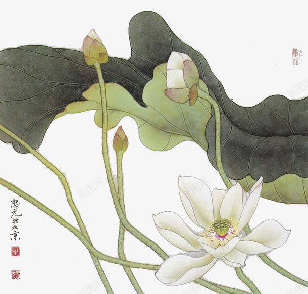 国画白色荷花png免抠素材_88icon https://88icon.com 工笔画 工笔荷花 花儿 荷花 莲花