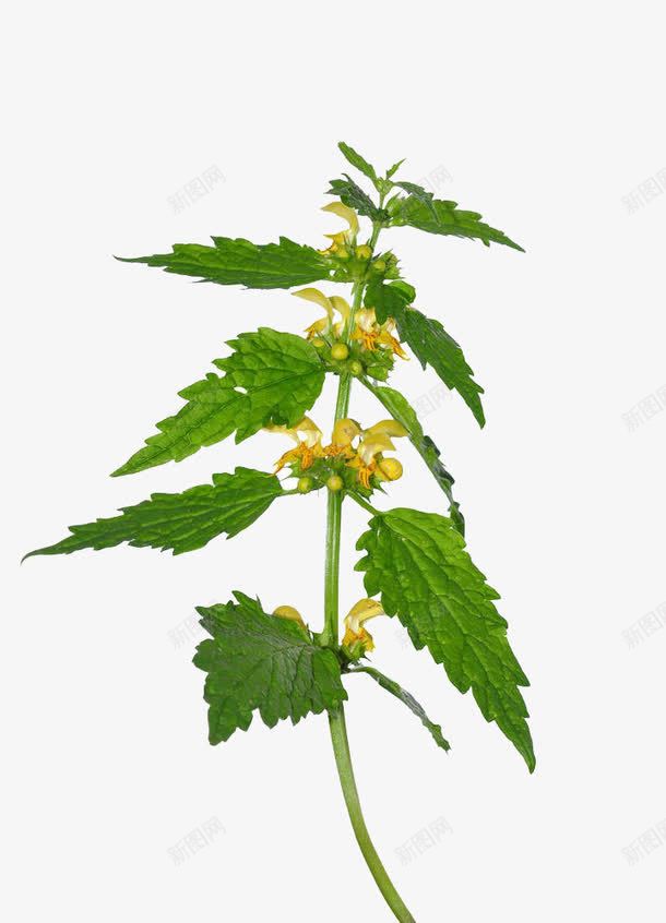 芝麻枝叶特写png免抠素材_88icon https://88icon.com 唇形科 天使长 实物 植物 盛开 芝麻叶 芝麻开花 芝麻枝叶 花 药草 野芝麻属特写 黄色花