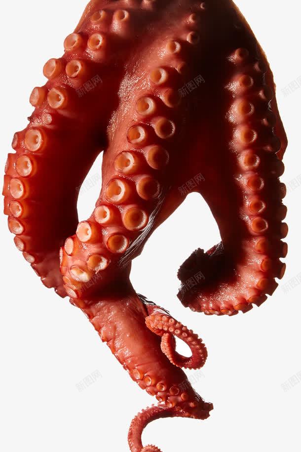 深海章鱼png免抠素材_88icon https://88icon.com 吸盘 海怪 深海 章鱼足 触须
