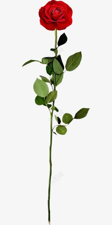 一支玫瑰png免抠素材_88icon https://88icon.com 叶子 植物 玫瑰 花瓣