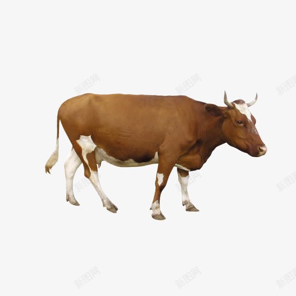 黄牛造型图形png免抠素材_88icon https://88icon.com 动物 图形 造型 黄牛