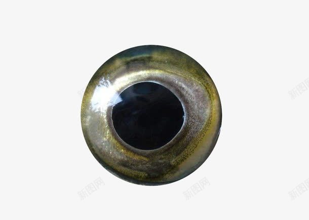 鱼的眼睛png免抠素材_88icon https://88icon.com 教育 示例图 科普 鱼眼