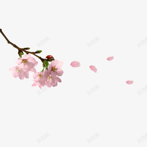 手绘清新樱花落花png免抠素材_88icon https://88icon.com 手绘 手绘落花 樱花 樱花落花 清新 落花 高清