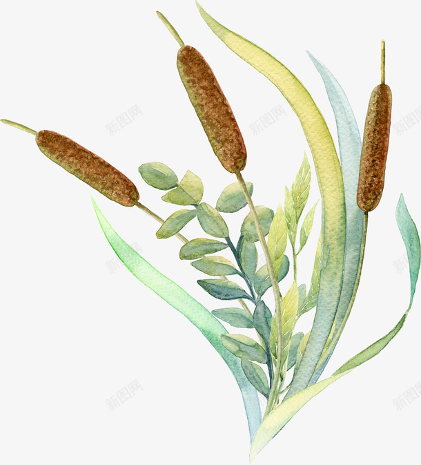 手绘狗尾巴草装饰png免抠素材_88icon https://88icon.com 卡通装饰 广告设计 文艺清新风插画 植物 海报设计 狗尾巴草 狗尾巴草插画 狗尾草