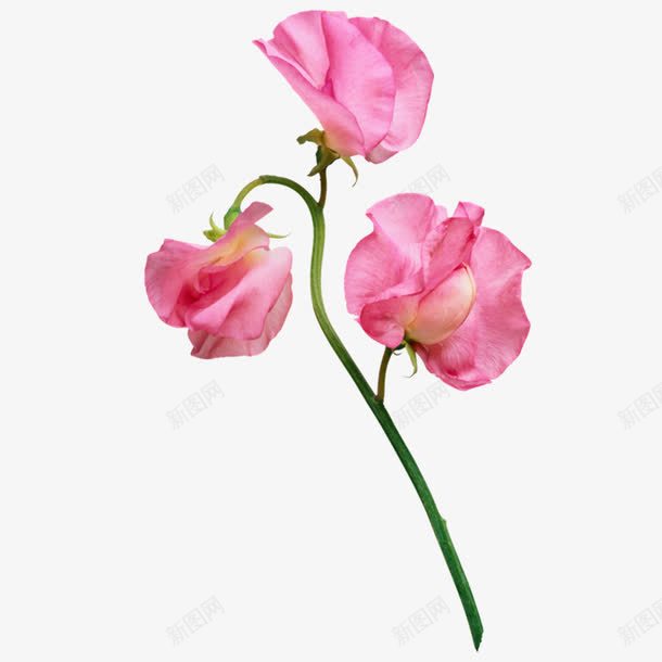 粉色鲜花png免抠素材_88icon https://88icon.com 卡通 手绘 粉色 花径 蔷薇花