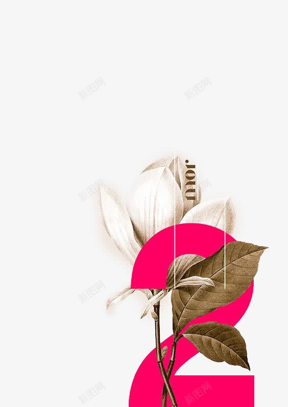 玉兰花卷首语png免抠素材_88icon https://88icon.com 卷首语 数字2 玉兰花 白玉兰