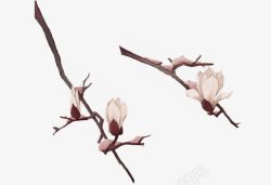 玉兰花png图片下载 玉兰花素材