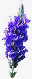 薰衣草近景实拍元素png免抠素材_88icon https://88icon.com 元素 实拍 近景