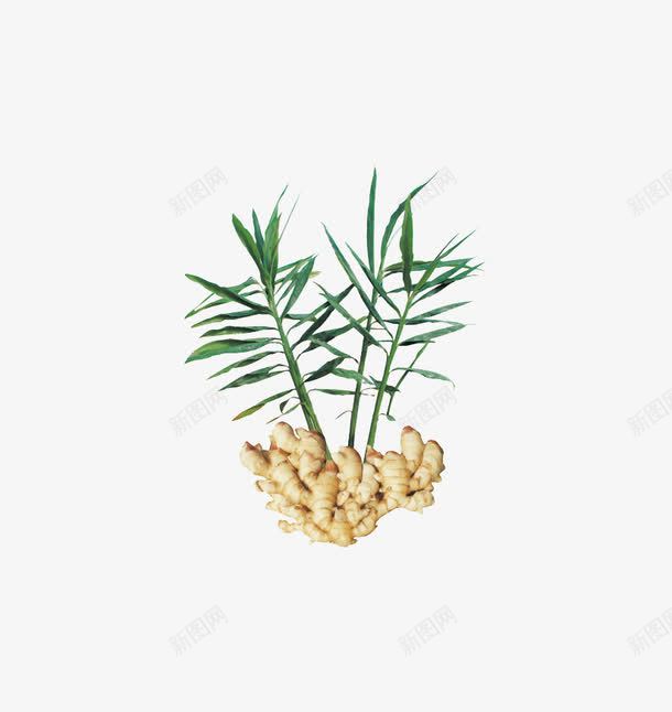 生姜png免抠素材_88icon https://88icon.com 中药 养生 叶子 根茎 药材