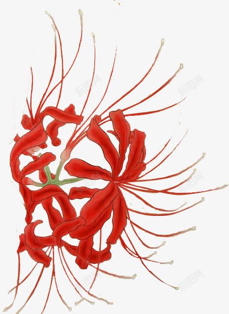 彼岸花png免抠素材_88icon https://88icon.com 彼岸花 曼珠沙华 石蒜花 红花
