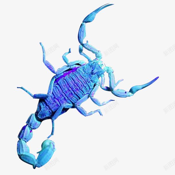 紫色手电光照蝎子png免抠素材_88icon https://88icon.com 手电紫光 毒蝎子 紫光 紫光摄影 紫光照射 蝎子