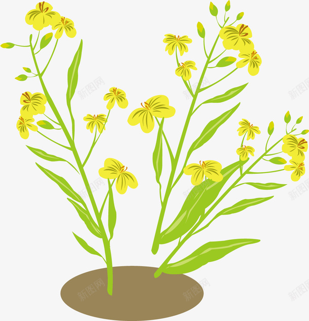 凋零的卡通油菜花矢量图eps免抠素材_88icon https://88icon.com 凋零 卡通油菜花 油菜花 矢量油菜 花朵 黄色油菜花 矢量图