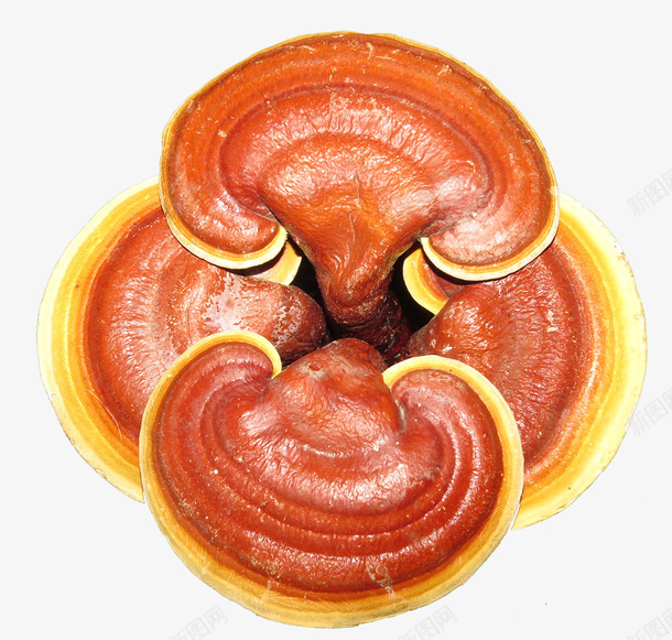 四颗红褐色灵芝png免抠素材_88icon https://88icon.com 手绘灵芝 灵芝 灵芝草 灵草 灵药 珍惜药草 红灵芝 药材 褐色 野生