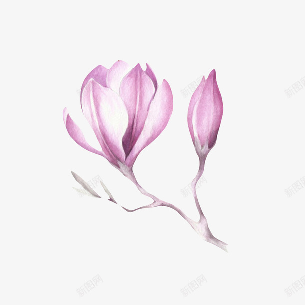 紫白色带香味分支上的嫩芽玉兰花png免抠素材_88icon https://88icon.com 分支 喜光 手绘 木兰科 植物界 油墨画 玉兰花瓣 紫白色带香味分支上的嫩芽玉兰花瓣实物免费下载 耐寒 芳香油 药用价值 观赏植物