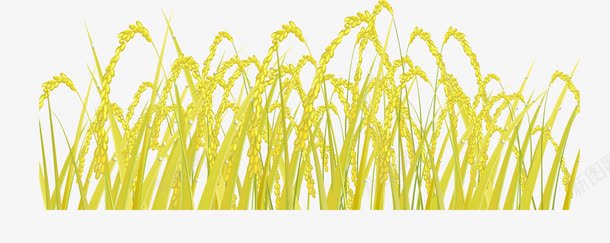 金黄色的水稻png免抠素材_88icon https://88icon.com 农田 卡通 大米 小米穗 稻田 稻谷 米穗 金黄色 麦子 麦穗