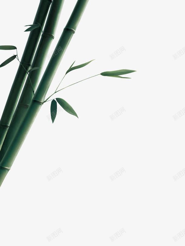 竹子psd免抠素材_88icon https://88icon.com 河边竹林 竹叶 竹子 竹林 绿色植物
