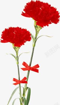 红色田园母亲节康乃馨png免抠素材_88icon https://88icon.com 康乃馨 母亲节 田园 红色