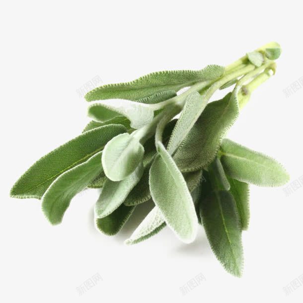 鼠尾草png免抠素材_88icon https://88icon.com 几个 叶子 无人 药草 鼠尾草