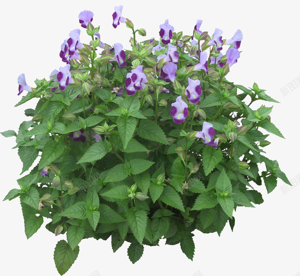 景观植物紫色喇叭花灌木球png免抠素材_88icon https://88icon.com 喇叭花 景观苗木 植物 灌木地被 灌木球 紫花 绿篱球 花丛