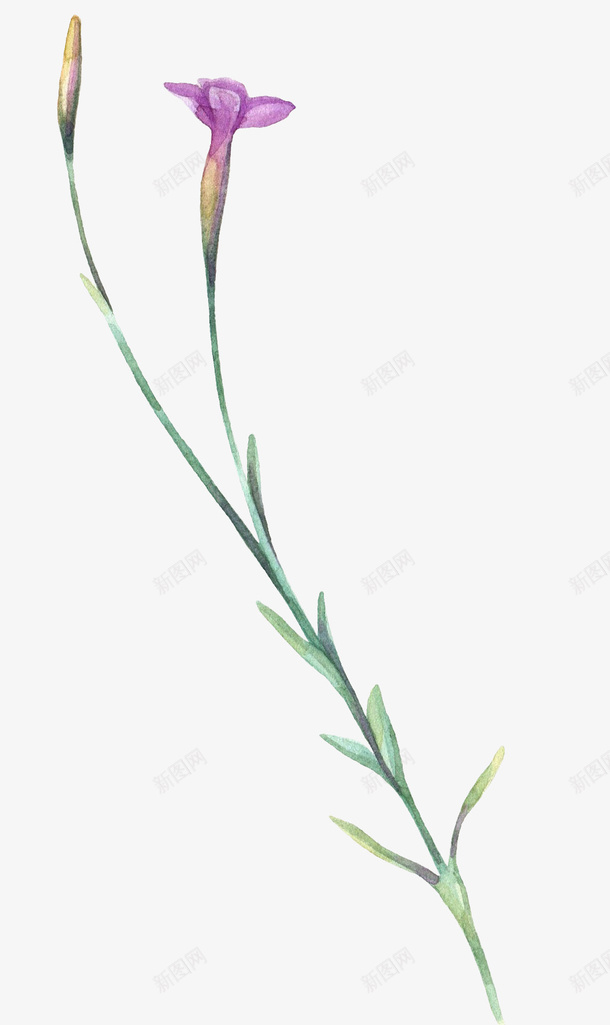 手绘细长花草花卉png免抠素材_88icon https://88icon.com 包装设计 小清新包装 布料印花 植物花卉 花朵 花朵装饰 花草设计 贺卡设计