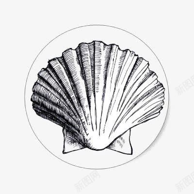 素描贝壳png免抠素材_88icon https://88icon.com 扇贝 手绘贝壳 海洋 贝类