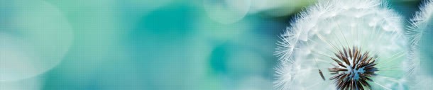 网页背景jpg设计背景_88icon https://88icon.com 标题海报 渐变 纹理 蒲公英