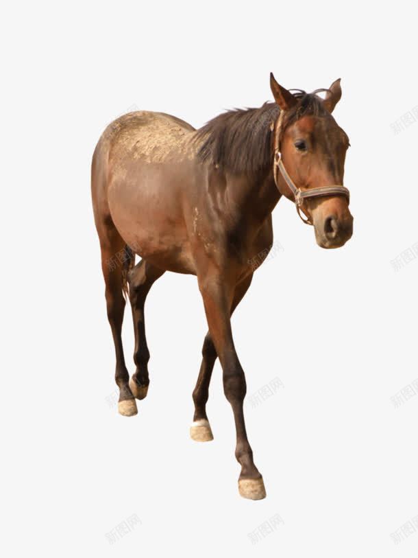 左侧面棕色骏马png免抠素材_88icon https://88icon.com 左侧 棕色 骏马