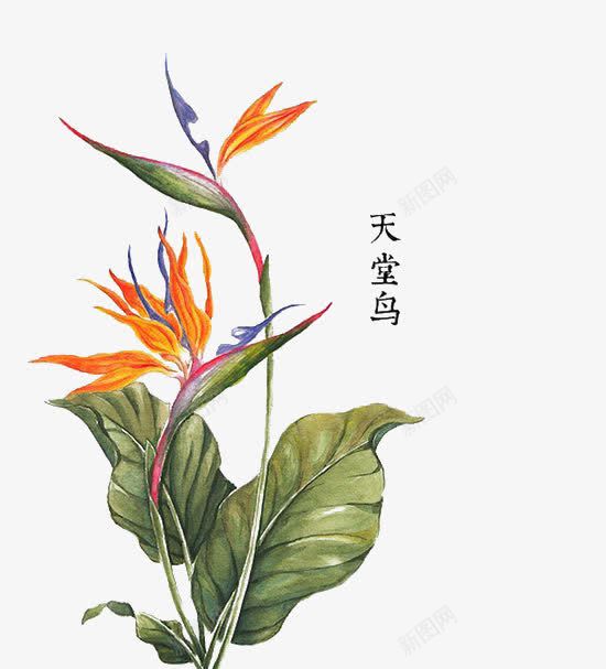 天堂鸟png免抠素材_88icon https://88icon.com 天堂鸟 手绘 红色 花朵