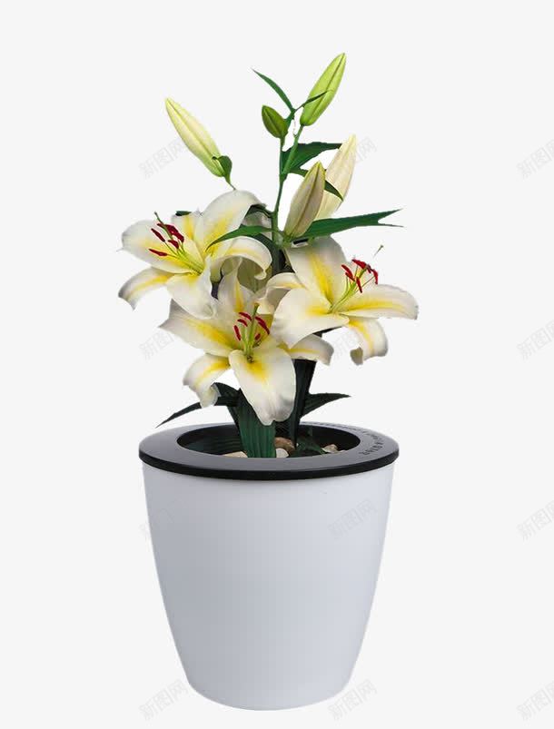 白百合植物花卉png免抠素材_88icon https://88icon.com 植物 白百合 盆栽 花卉