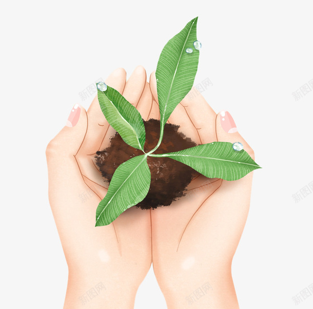 手绘手捧绿色植物新叶png免抠素材_88icon https://88icon.com 叶子 叶芽 土壤 大自然 嫩芽 手 手绘 树叶 植物 绿叶 露珠